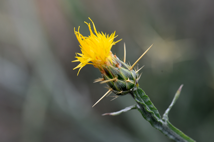 Yellow Star-thistle has yellow discoid flowers atop large green bracts or phyllaries. The flowers bloom from May or June through October and sometimes, especially in California year-round. Centaurea solstitialis